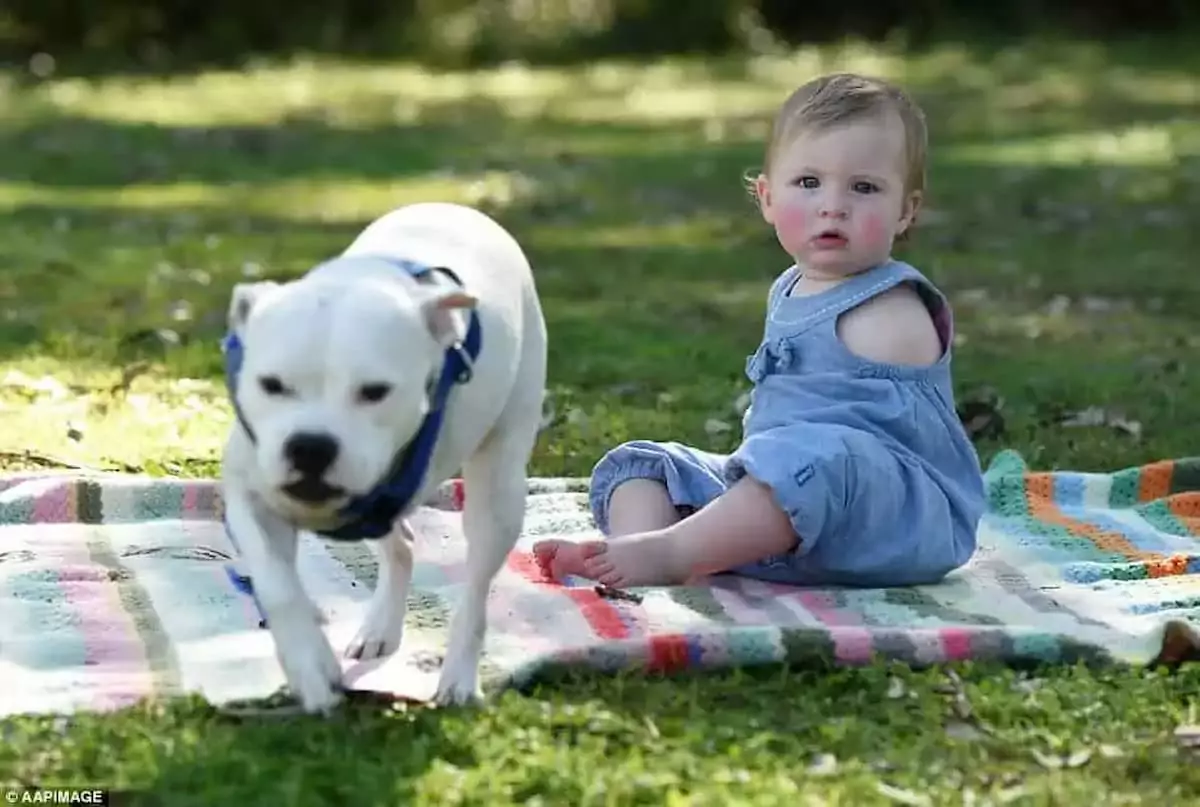Unbreakable Bonds: A Heartwarming Story of a Three-Legged Dog and a Brave Four-Year-Old Girl Overcoming Imperfection