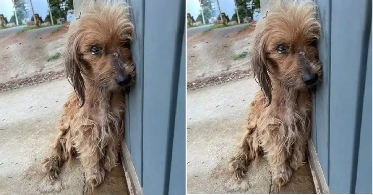 The dog sat with its head resting against the corner, thinking no one loved it