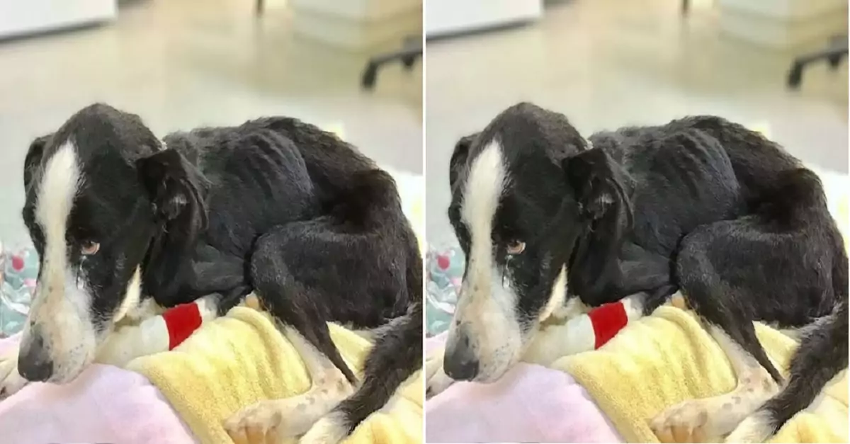 Does everyone avoid me just because I’m a disabled dog? Is that really true?