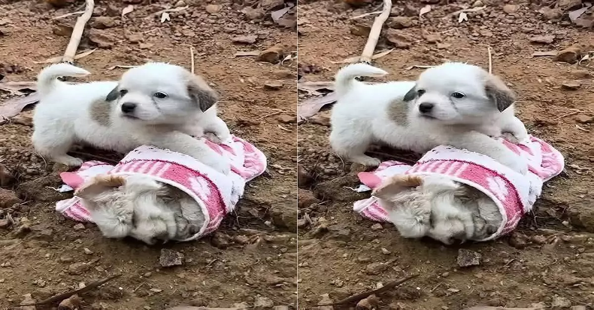 The dog embraced his deceased owner’s body, as if unable to leave her