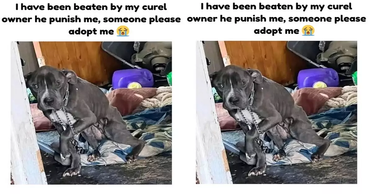 I have been beaten by my curel owner he punish me, someone please adopt me