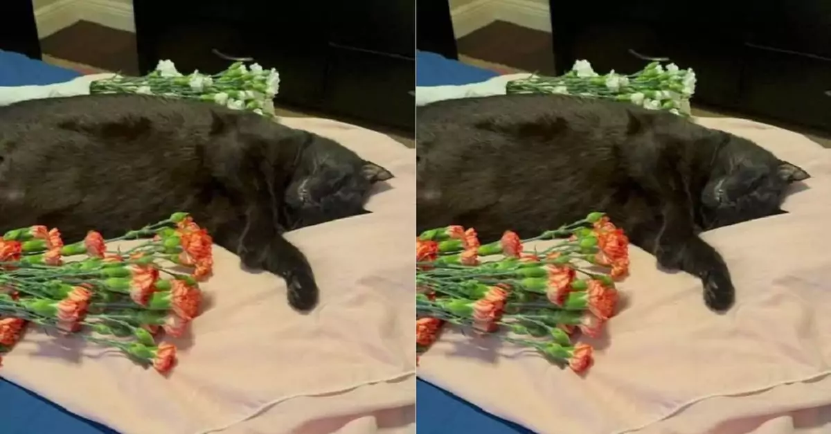 My cat is gone forever because of a car accident, and I’m heartbroken