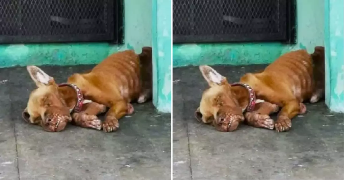 Severely injured and unable to walk, the dog was desperately pleading for help from someone
