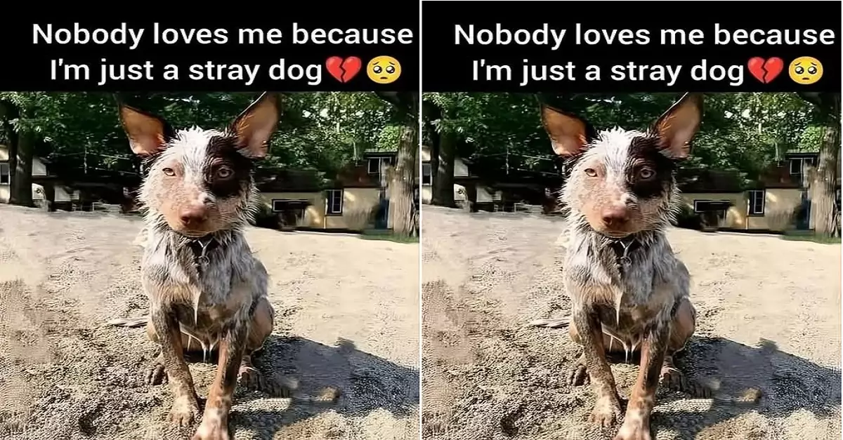 Do you all dislike me just because I’m a stray?