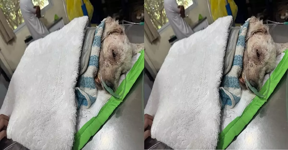My dog ​​was very sick and passed away today. I hope everyone can send their prayers to him