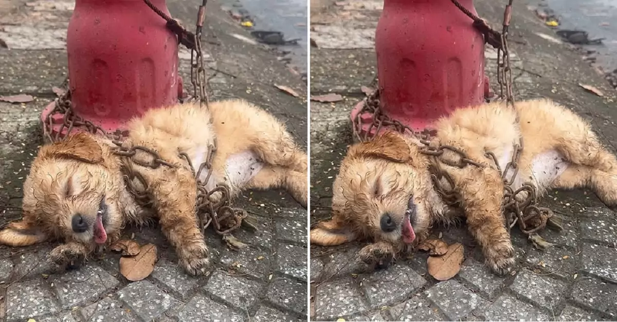 Someone chained this dog and abandoned it by the roadside