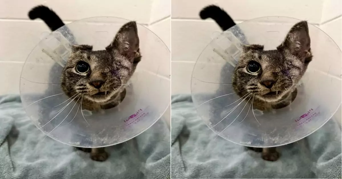 A severely burned and blind cat was rescued; no one thought it could survive