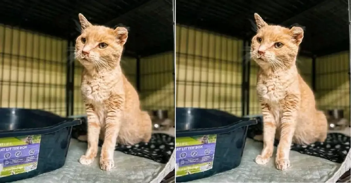 I’m a poor cat, and no one loves me