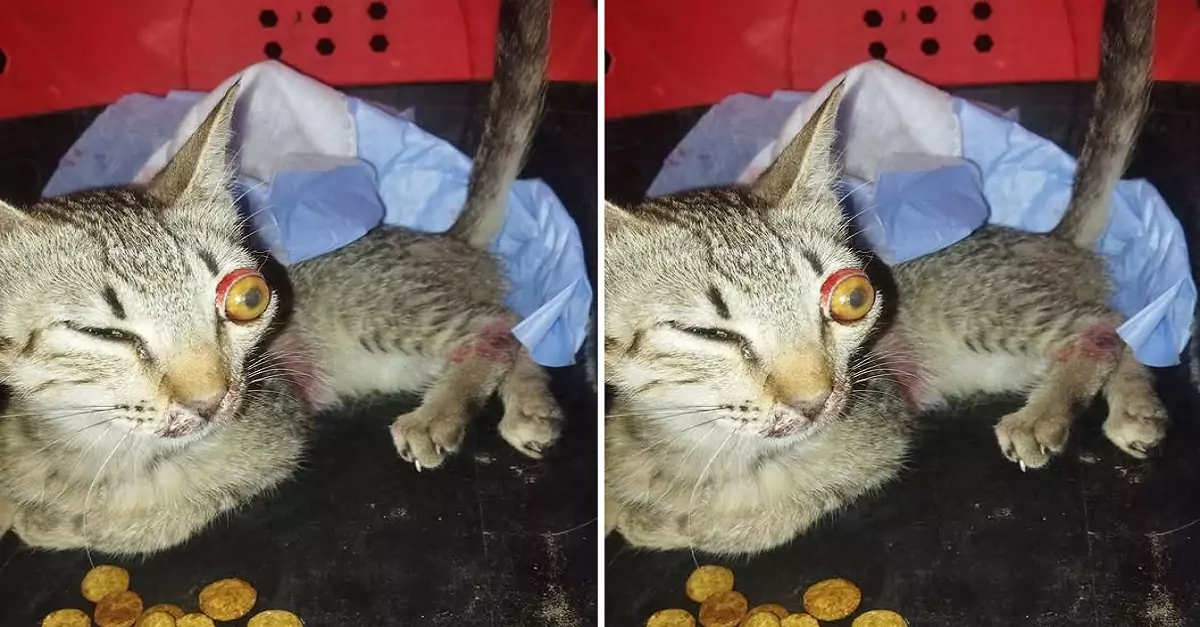 I’m a blind cat, and everyone rejects and won’t adopt me