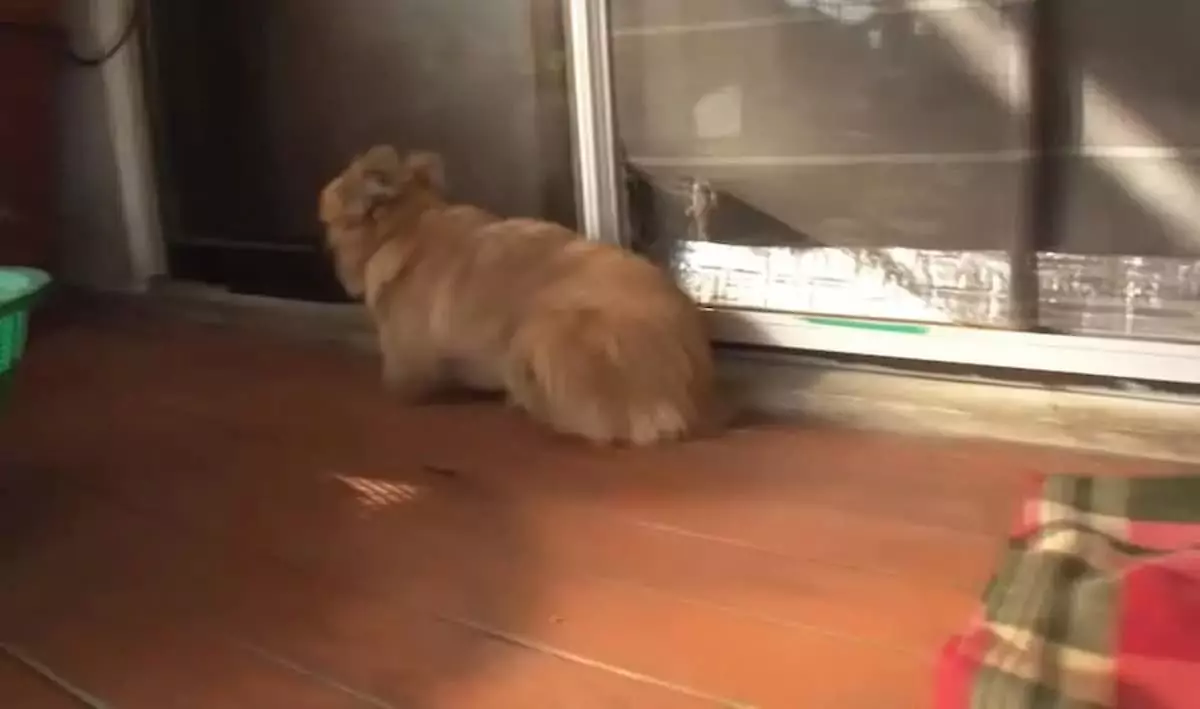 This dog born without legs longs to be able to walk on its own
