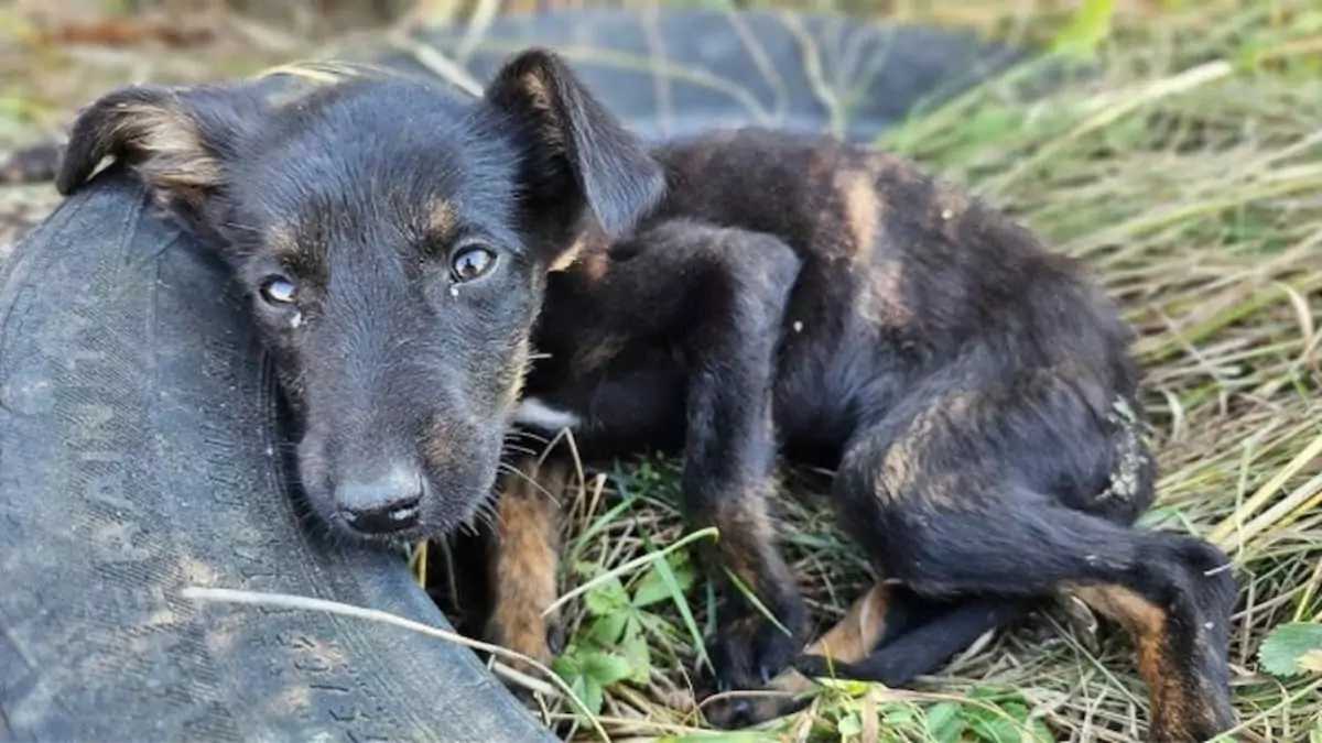 Responding without hesitation, rescuers raced to save a sick puppy found all alone in the middle of nowhere ‎