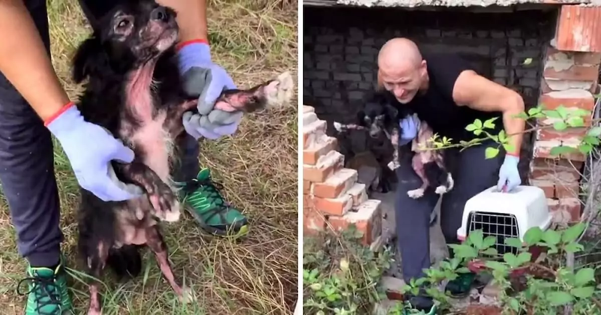 Sick and abandoned, the mother dog gave birth alone in the wilderness—she and her puppies endured hunger and despair for weeks before help finally arrived ‎