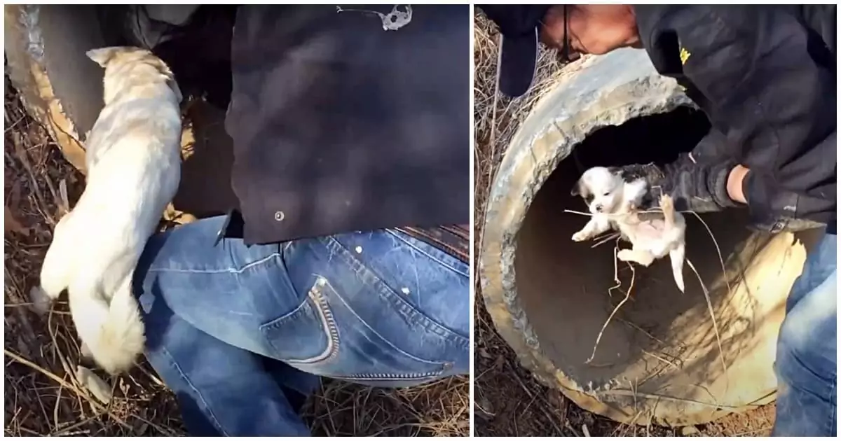 Anxious and determined, a mother dog leads rescuers back to the spot where her helpless puppies are hidden, pleading silently for their salvation ‎