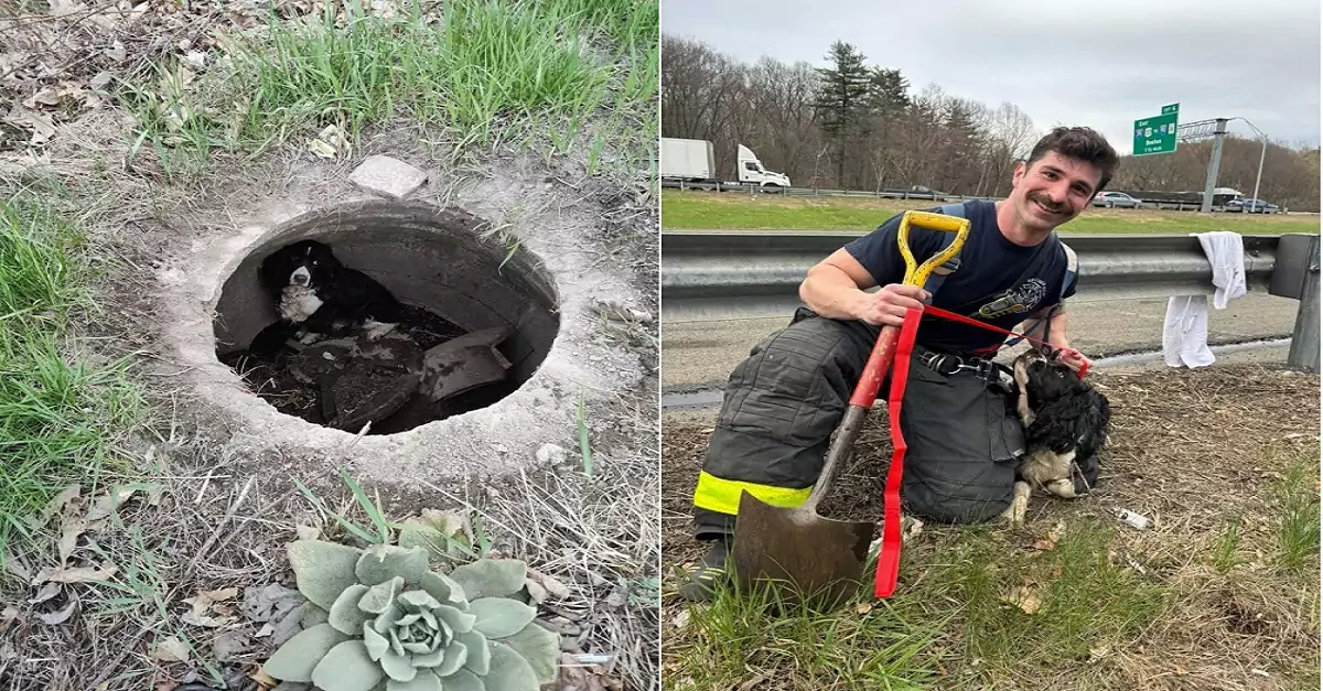 The Massachusetts firefighters couldn’t save the burning car but heroically rescued a dog hiding in a nearby storm drain
