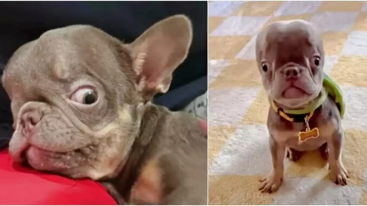 A man met an imperfect dog but quickly realized he had found a loyal companion he could never live without