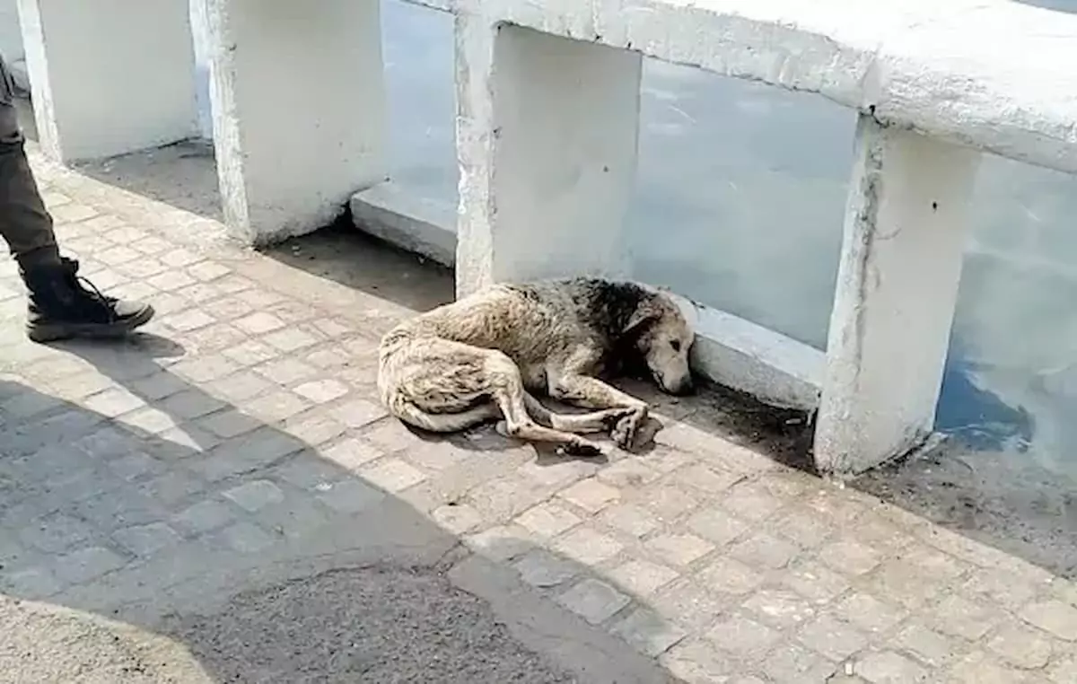 The dog with a neck injury lay collapsed by the river, desperately needing help