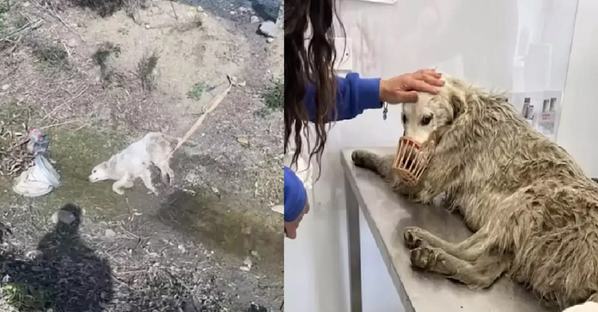 The dog couldn’t stop crying when they rescued her, only to later discover she was nursing puppies