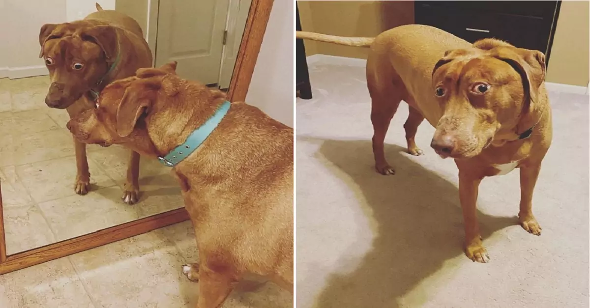 The family adopted a dog, only to discover it had a shocking rare disease