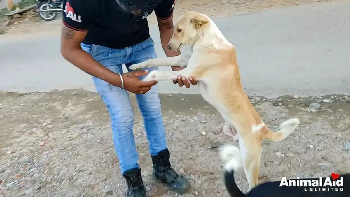 An emotional reunion between a homeless dog and its former owner, as they were finally reunited