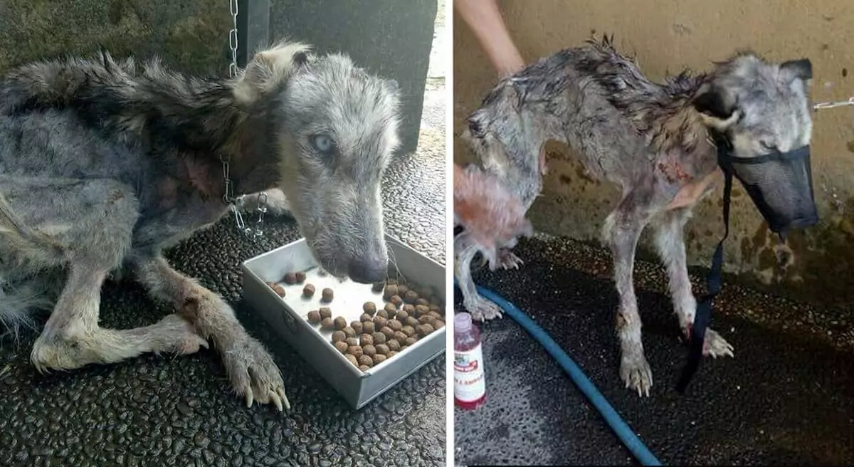 A man saved a starving Husky from the streets, never imagining she would blossom into such a breathtaking beauty ‎