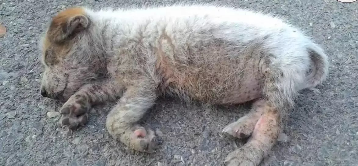 Exhausted, the puppy collapsed by the roadside and was luckily found by a passerby who helped