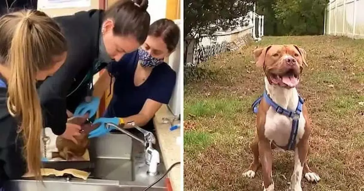 Quick action saves dog from choking on tennis ball