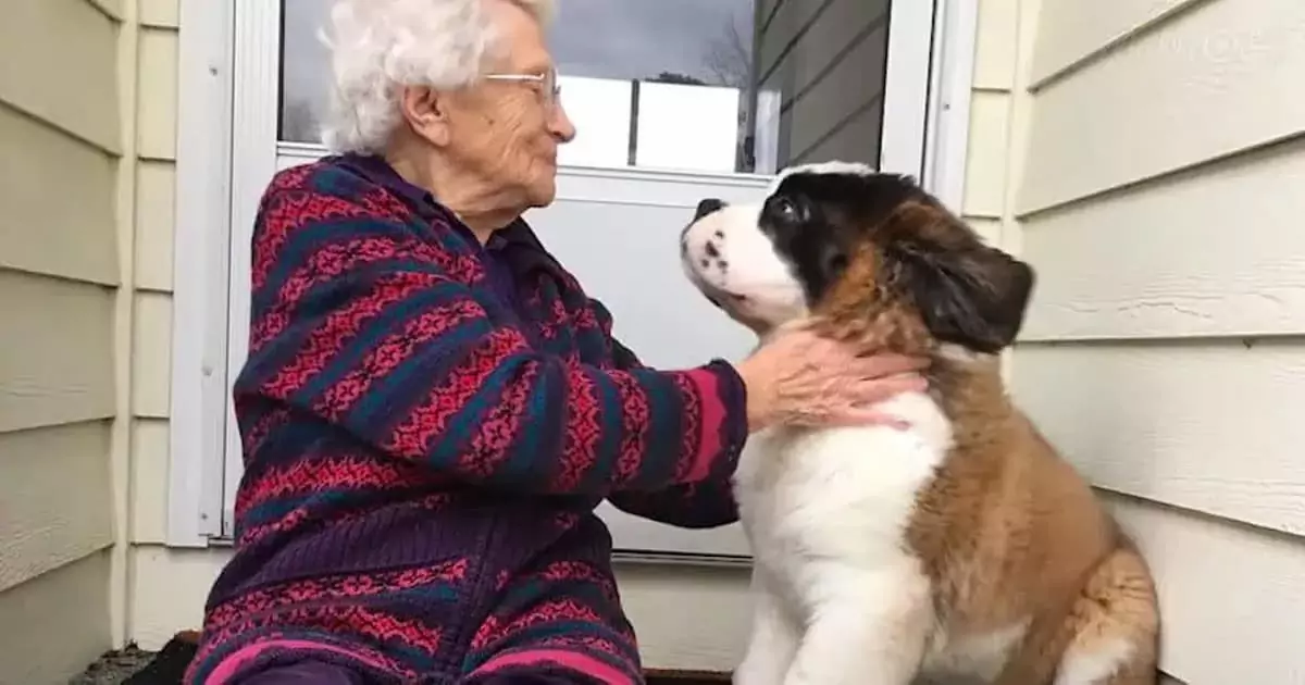 An unexpected friendship with a Saint Bernard helps a widow rediscover joy