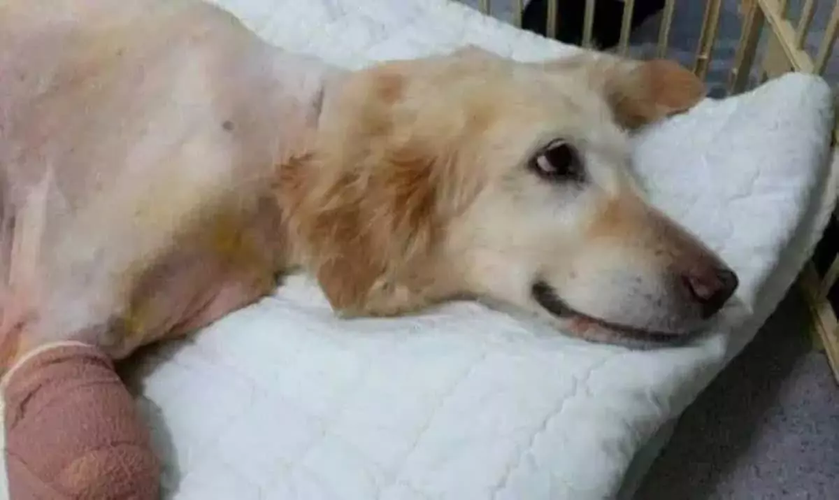 Resilient dog with four prosthetic legs finds new life after escaping the meat market