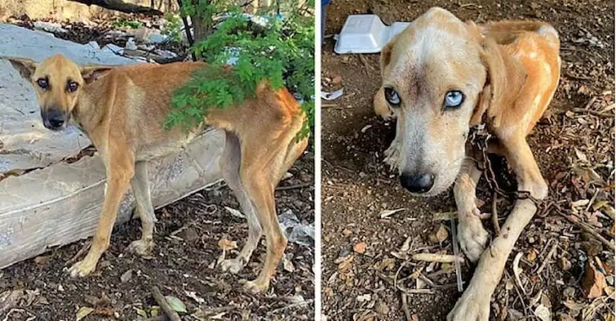 A loyal dog brought food to its starving friend to keep it alive