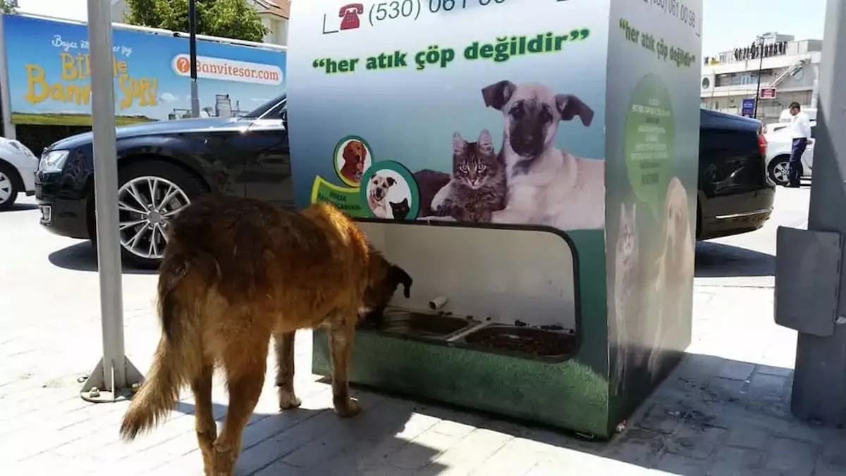 A lost dog in the US was rescued by a gas station employee