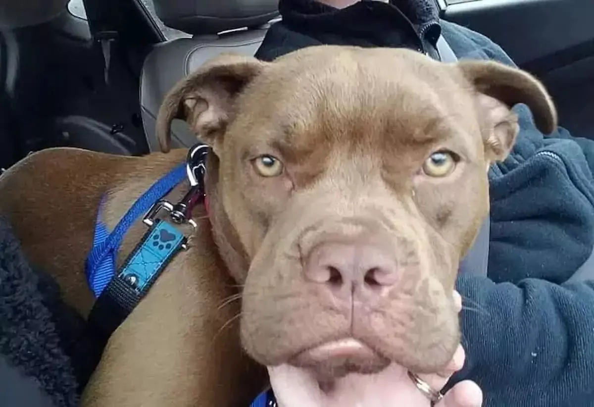 Heartwarming Journey: Lost Dog Travels 1,300 Miles, Finds a Loving New Home