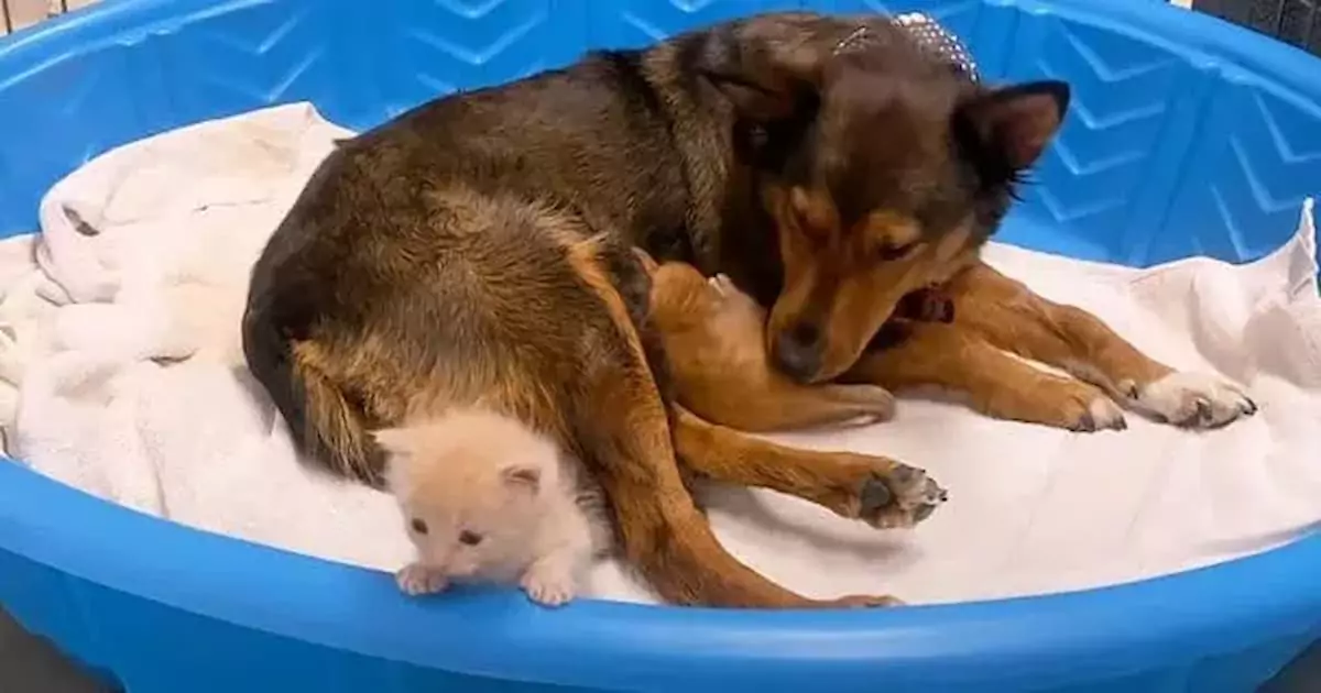 A motherless kitten found a new mom in a dog who had lost her litter