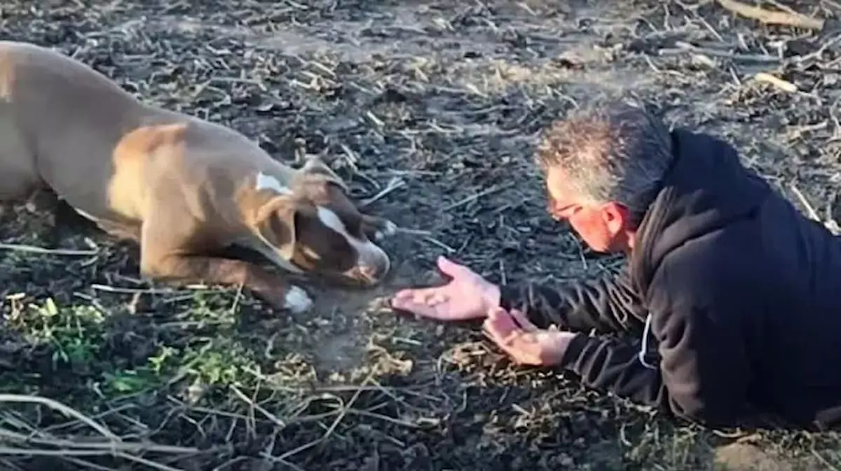 After 15 months of solitude, a rescued Pit Bull found love