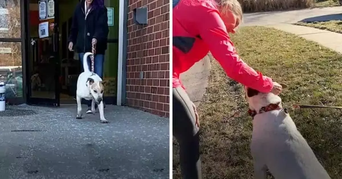 Sweet Dog Finds a Loving Home After 5 Years in Shelter