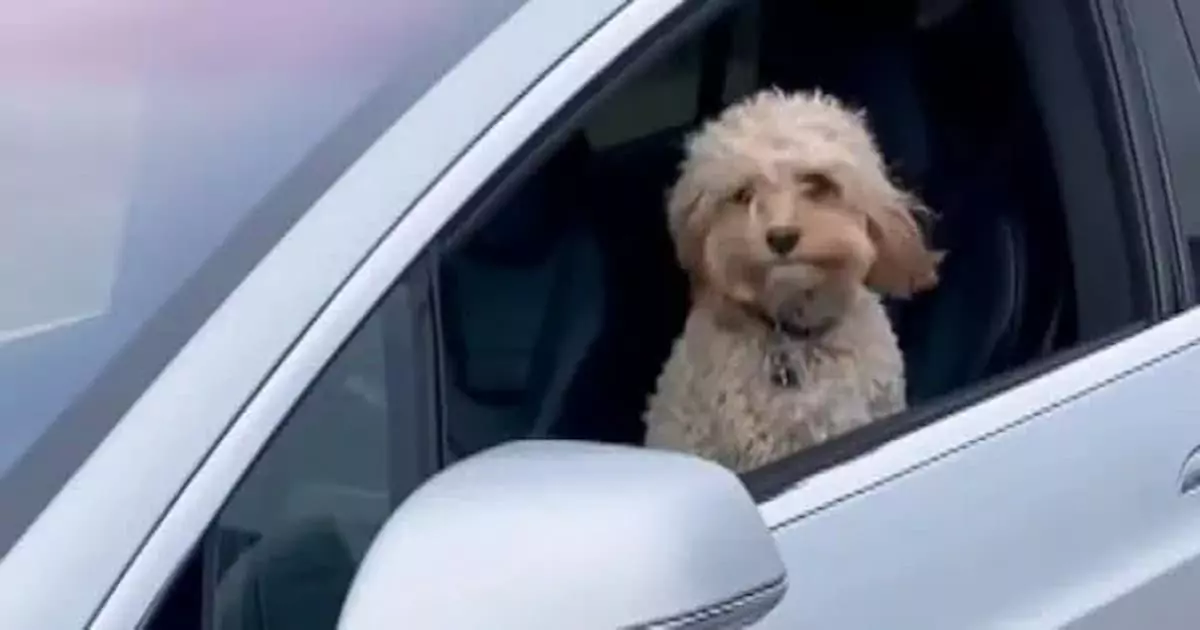 Tiny Dog Caught in Driver’s Seat of a Tesla with No Human in Sight (VIDEO)