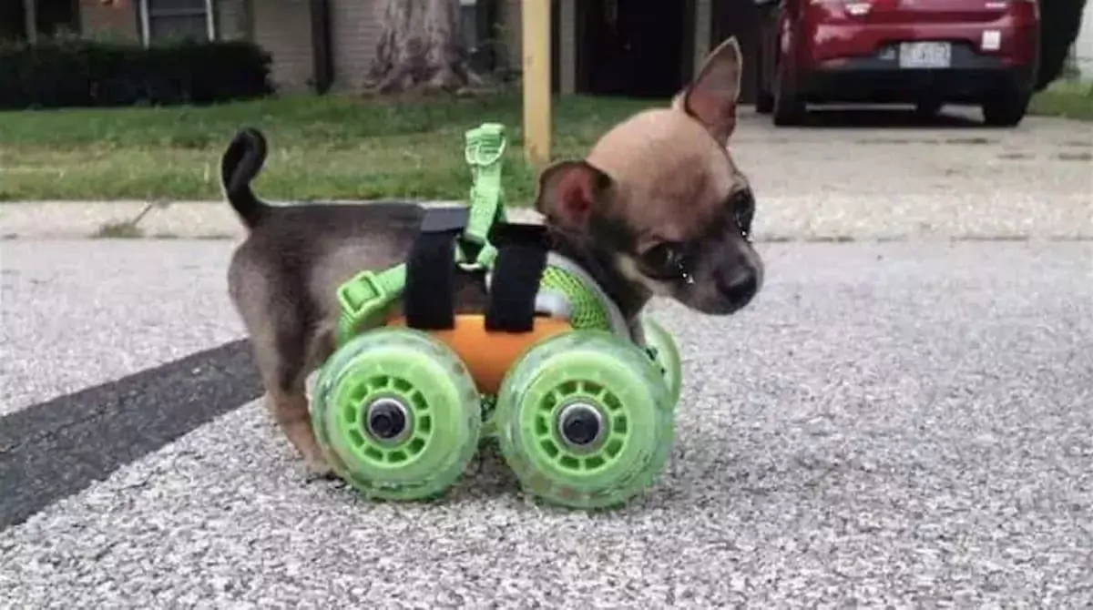 Wheels of Hope: The Inspiring Journey of a Disabled Dog