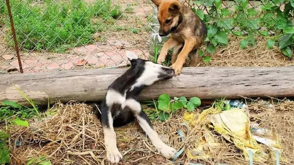 Heroic Dog Saves Trapped Mother: A Tale of Unwavering Love and Bravery
