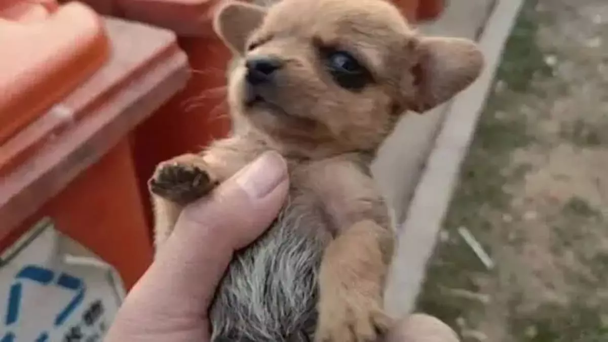 A rescued puppy finds love: His journey from the garbage can to a loving home