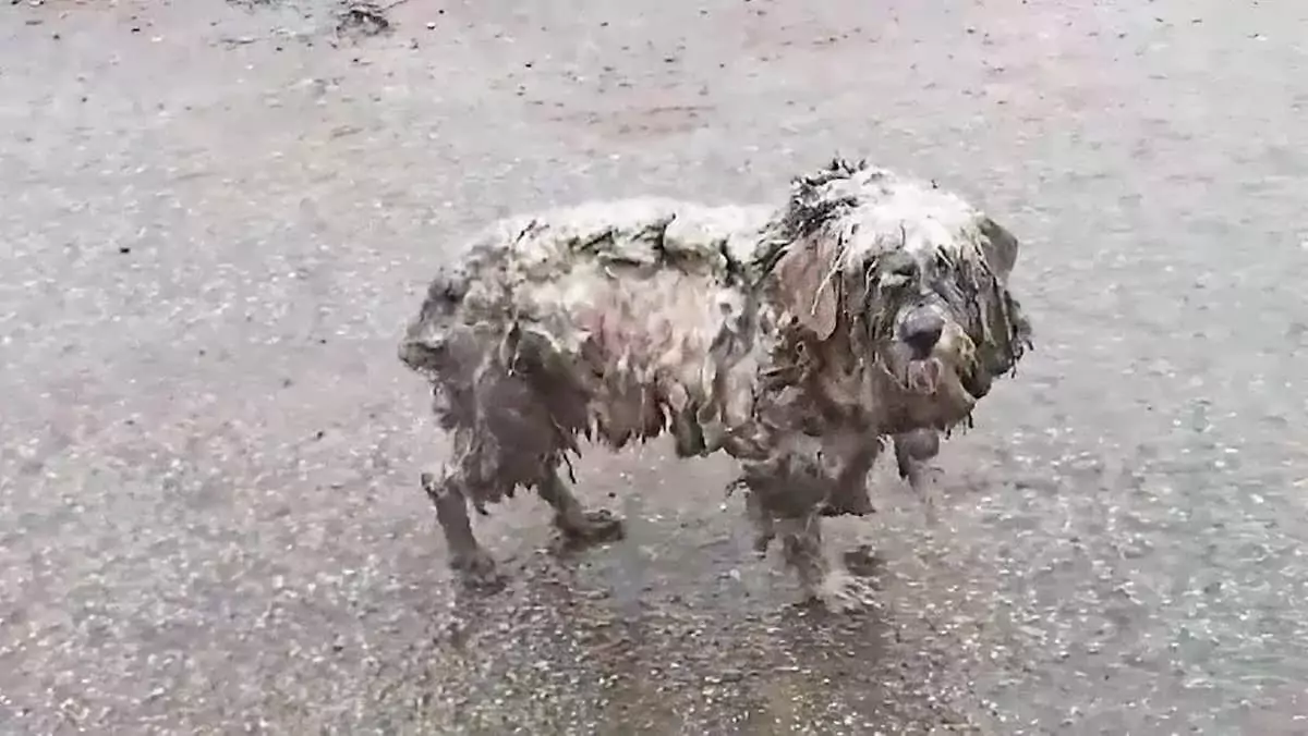 Heartbreaking video: Wet, limping, and starving abandoned dogs in the rain