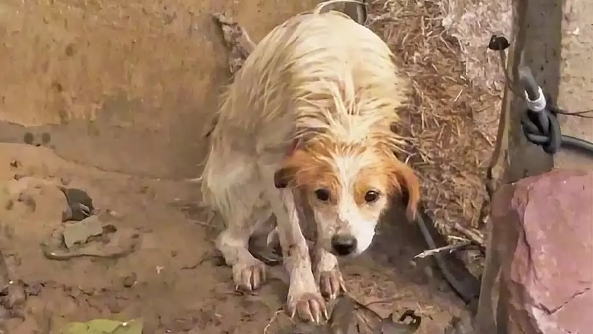 Heartbreaking video shows owner neglecting and abusing helpless dog in torrential rain