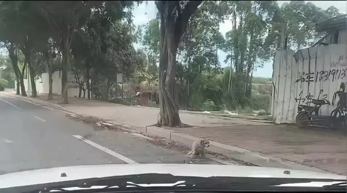 Rescuing the crippled stray dog, the man gave him a new life