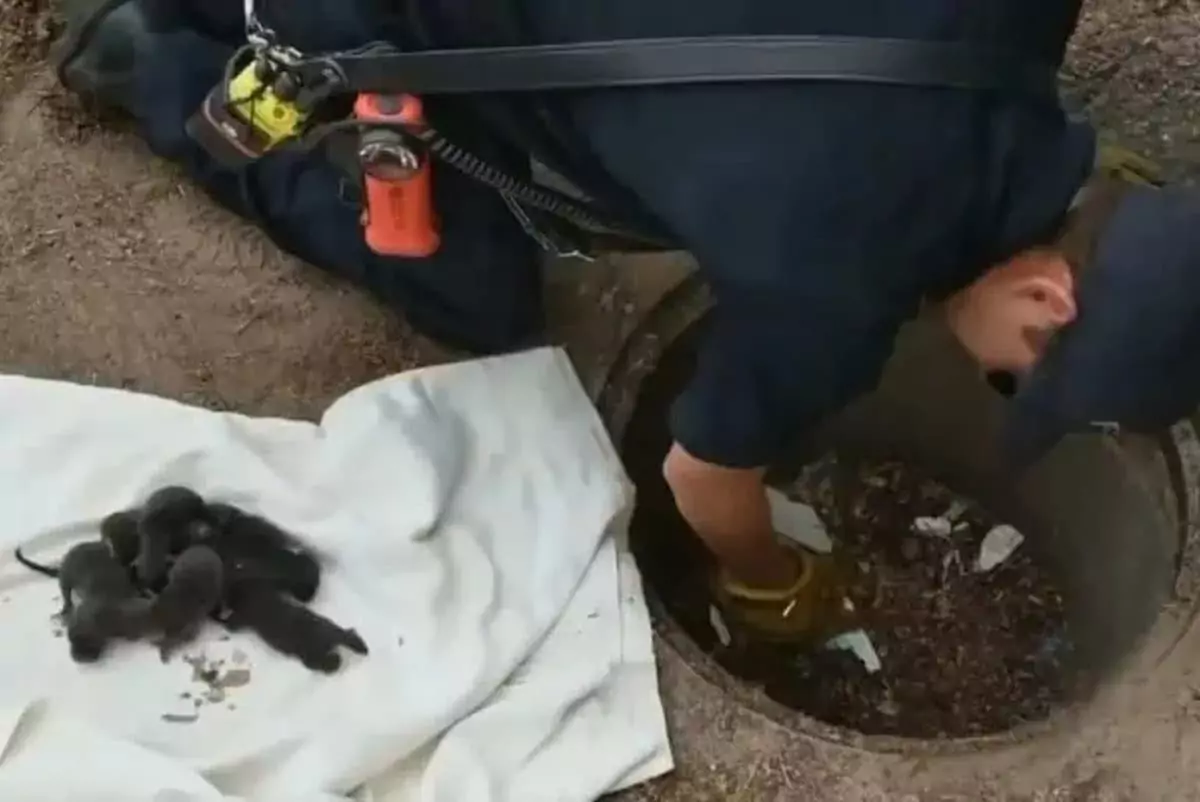Firefighters Rescue Puppies from Storm Drain, Uncover Unexpected Truth