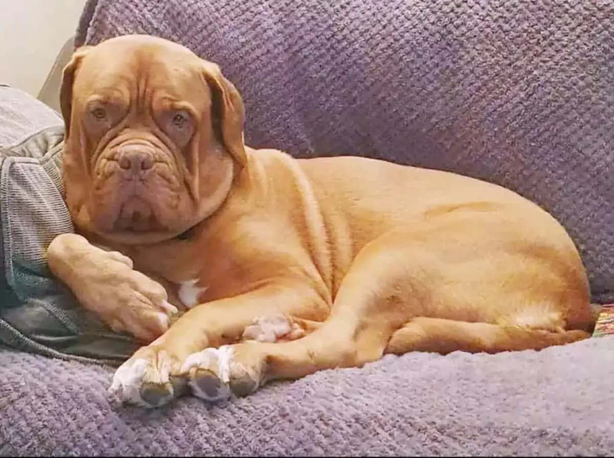 A Heartwarming Story: A Couple Adopts a Terminally Ill Dog for an Unforgettable Final Chapter