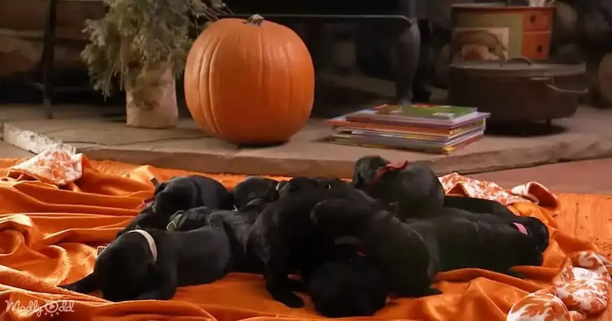 Meet Olive, the dog balancing motherhood with therapy sessions