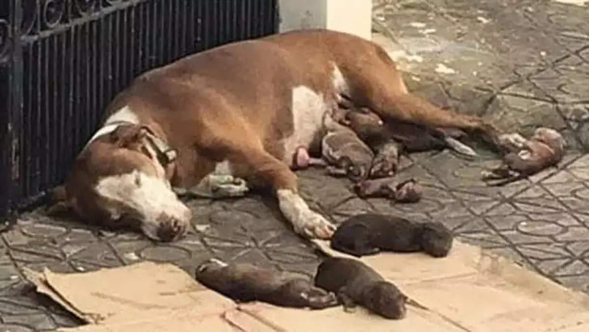 A stray mother dog found protecting her newborn litter rescued and given a second chance
