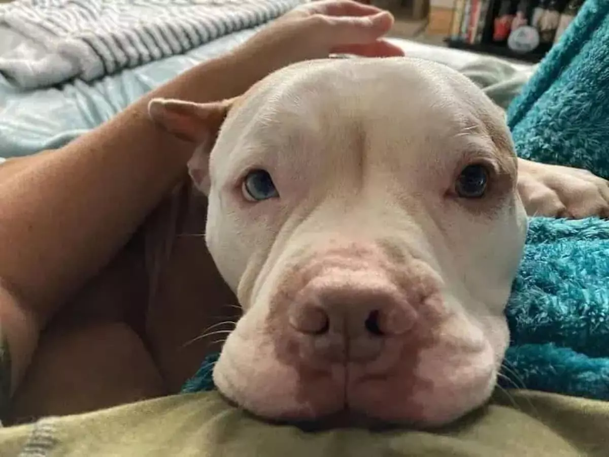 A shelter dog finds its forever home with a kindred spirit