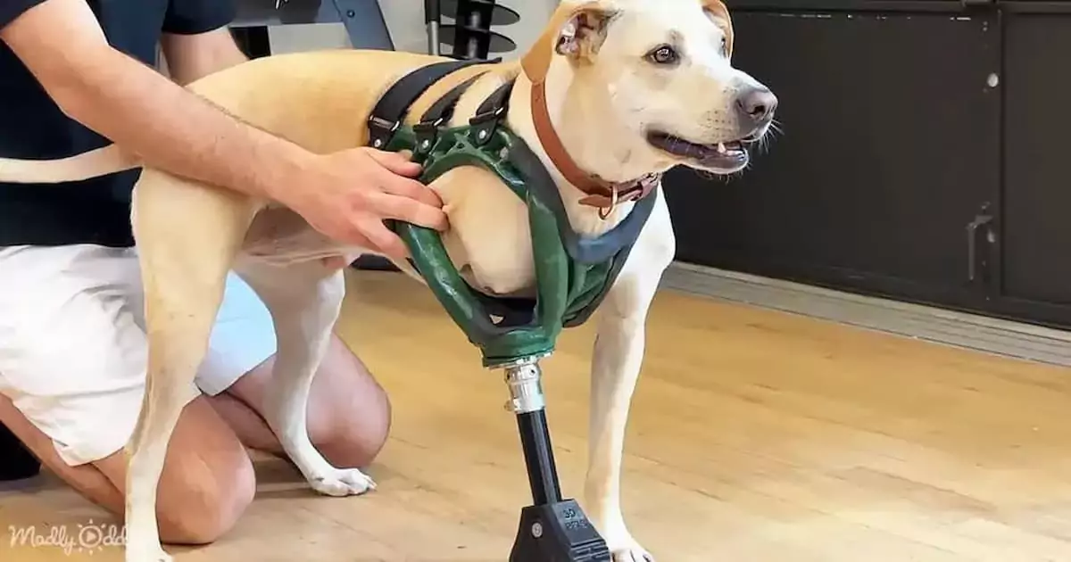 The miracle of technology: Three-legged Cleo runs again with custom 3D-printed legs (VIDEO)