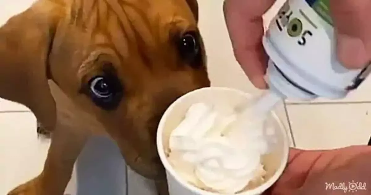 Blind dog’s adorable reaction to drinking milk from a bowl for the first time will melt your heart