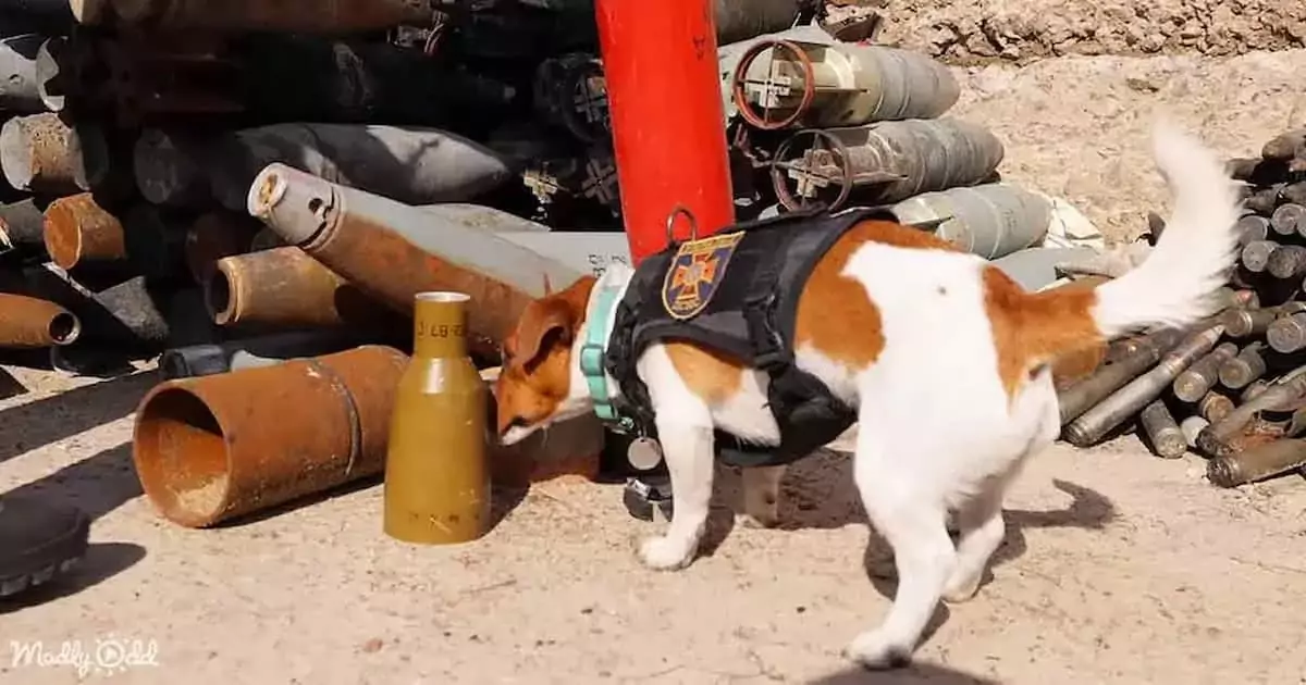 Meet Patron, Ukraine’s brave bomb-sniffing dog