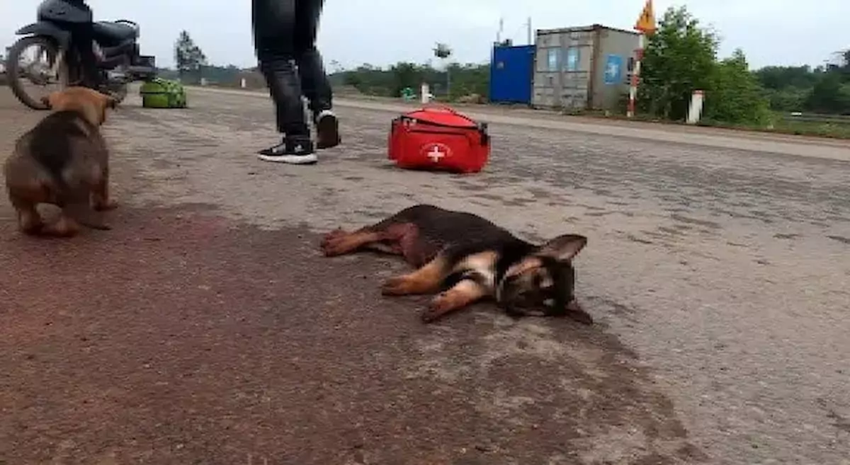 Heartbreaking story: Dog trapped after tragic accident seeks help to save injured friend